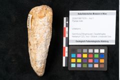 Foto (Objekt + Etikett) von Plantae indet.  (NHMW-GEO-2024-0188-11574)